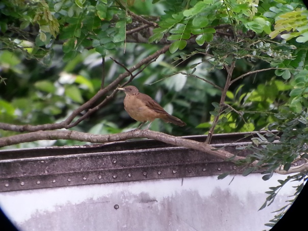Always nice to see a clay colored thrush