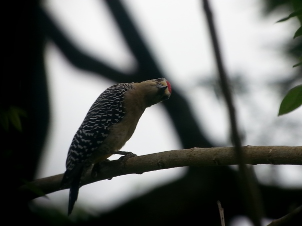 Hoffman's woodpecker